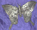 Silver Plated Bronze Butterfly 