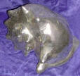 Silver Plated Bronze Shell Sculpture